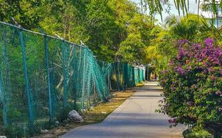 tropisch natuur planten palmen bomen Aan trottoir playa del carmen. foto