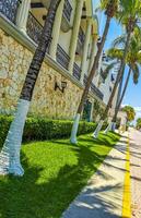 tropisch natuur planten palmen bomen Aan trottoir playa del carmen. foto