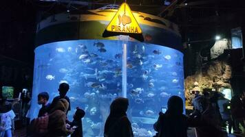 Jakarta, Indonesië - juli 8, 2022 bezoekers observeren vis in een groot aquarium Bij zeewereld, ancol. vis en koraal Leuk vinden leefgebied in de zee. foto