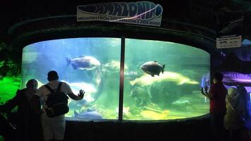 Jakarta, Indonesië - juli 8, 2022 bezoekers observeren vis in een groot aquarium Bij zeewereld, ancol. vis en koraal Leuk vinden leefgebied in de zee. foto