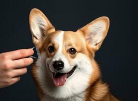 eigenaar poetsen schattig hond Aan licht achtergrond. gemaakt met generatief ai technologie. foto