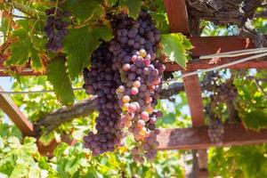 rijpe druiven op wijnstok, op een zomerse dag foto