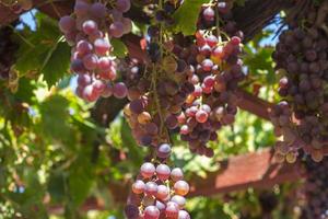 rijpe druiven op wijnstok, op een zomerse dag foto