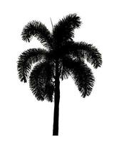 silhouet palm boom borstel ontwerp Aan wit achtergrond, illustraties borstel borstel van echt boom met knipsel pad en alpha kanaal foto