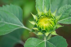 detailopname van groen jong zonnebloem knop voordat bloeiend met natuur achtergrond foto