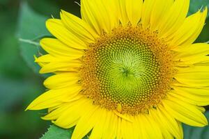 close-up van zonnebloem bloeien in de tuin foto