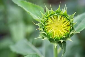 detailopname van groen jong zonnebloem knop voordat bloeiend met natuur achtergrond foto