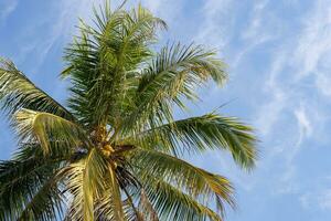 bovenaanzicht van verse kokosnoten die aan de kokospalm hangen met blauwe lucht en witte wolkenachtergrond foto