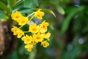 detailopname van mooi geel orchidee in de tuin foto