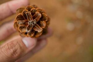 bruin pinus sylvestris fruit Aan de pijnboom Woud camping grond. de foto is geschikt naar gebruik voor natuur botanisch achtergrond en inhoud media