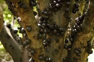 de uniek braziliaans Jabuticaba boom dat is exotisch fruit groeit Aan de romp van de boom ook bekend net zo de druif boom foto