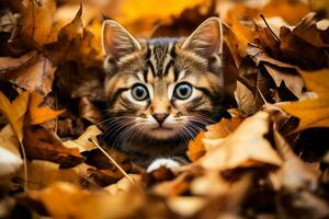 een kat spelen in een stapel van bladeren foto