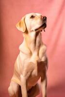 heel schattig labrador in natuur, nationaal geografie, breed leven dieren. ai gegenereerd. foto