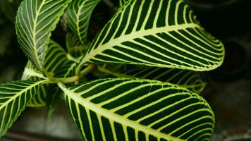 afbeelding van bladeren van een fabriek gebeld aphelandra squarrosa nee, van de geslacht van acanthaceae, of ook bekend net zo zebra fabriek foto