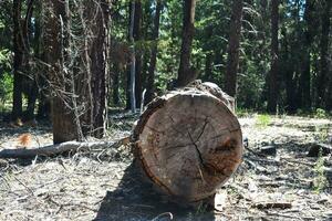 rustiek hout backdrop boom in Woud foto