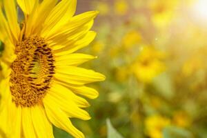 detailopname en kant visie van zon bloem Aan wazig met zon gloed achtergrond. foto