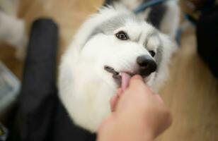 Alaska malamute hond in uiterlijke verzorging salon, detailopname foto