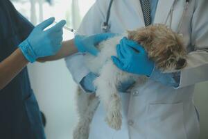 dierenarts onderzoeken hond en kat. puppy en katje Bij dierenarts dokter. dier kliniek. huisdier controleren omhoog en vaccinatie. Gezondheid zorg. foto