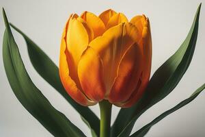 boeket van kleurrijk bloem Aan een solide kleur achtergrond, dichtbij omhoog. ai generatief foto