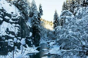 mooi natuur Lanscape Kaukasus berg rivier- en pijnboom Woud gedekt met sneeuw in winter mestia Georgië foto