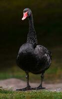 portret van zwart zwaan in dierentuin foto