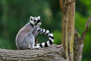 portret van ring staart lemur foto