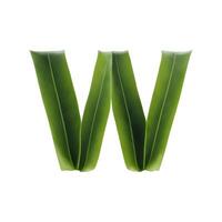 groen blad typografie tekst ontwerp kleine letters alfabet w, ai generatief foto