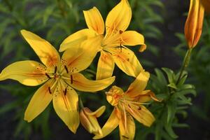 geel en rood lelies in de zomer tuin. groot lelie bloemen. foto