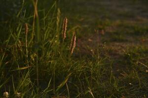 veld- gras in de stralen van de instelling zon. foto