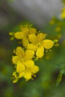 geel bloemen in de zomer tuin. geel st. John's wort bloemen. hypericum ik. foto