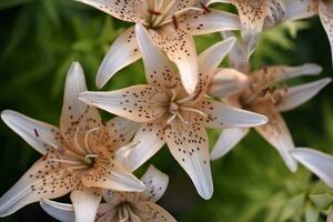 geel en rood lelies in de zomer tuin. groot lelie bloemen. foto