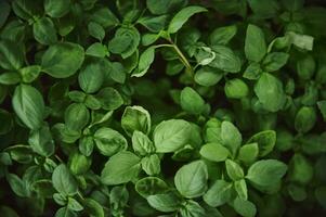 vlak leggen met basilicum bladeren. detailopname, oregano, bazilic, groenen, voedsel en culinaire kruiden. foto