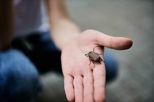 detailopname van kinderen hand- Holding een voorjaar kever. mei-bug foto