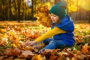 gelukkig vrolijk kind, mooi baby meisje in helder kleurrijk warm kleren spelen tussen gedaald esdoorn- bladeren en bijeenkomst droog boeket. zonnestralen vallend door bomen Aan een herfst Woud park Bij zonsondergang foto