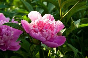 dichtbij omhoog foto van roze pioen