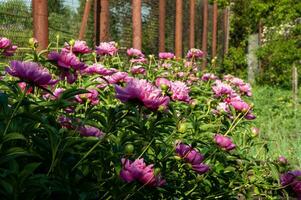 foto van een struik met pioenen in de tuin