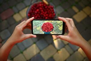 mobiel telefoon in leven visie modus. detailopname van handen Holding een smartphone en nemen een horizontaal fotografie van kers oogst in blauw metaal emmer foto