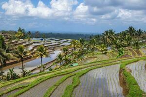 jatiluwih rijst- terras, een UNESCO wereld erfgoed plaats in Bali, Indonesië foto