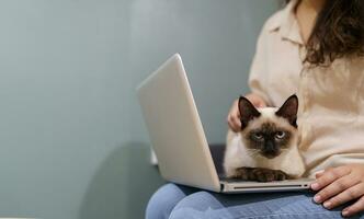 vrouw werken van huis met kat. kat in slaap Aan de laptop toetsenbord. assistent kat werken Bij laptop foto