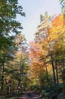 wandelpad weg door een herfstbos in de zon foto