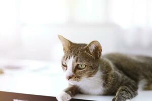 blijven huis blijven veilig met kat in kamer. foto