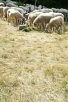 kudde schapen grazen foto