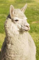 close-up van een lama in arequipa, peru foto