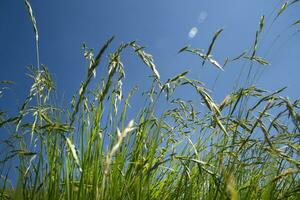 een met gras begroeid veld- met een blauw lucht in de achtergrond foto