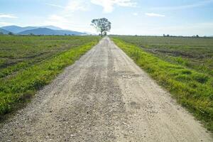 weg met boom foto