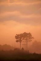 de mist Bij zonsondergang foto