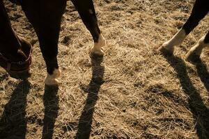 schaduw geprojecteerd door een paard foto