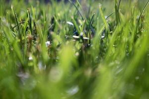 vers groen gras foto