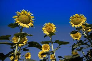 de geel bloem van de zonnebloem foto