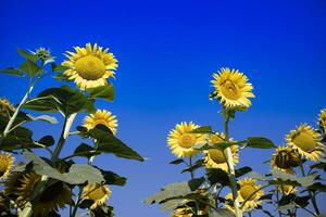 de geel bloem van de zonnebloem foto